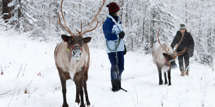 Why a Reindeer Walk Is One of Fairbanks’ Best Activities | Running ...