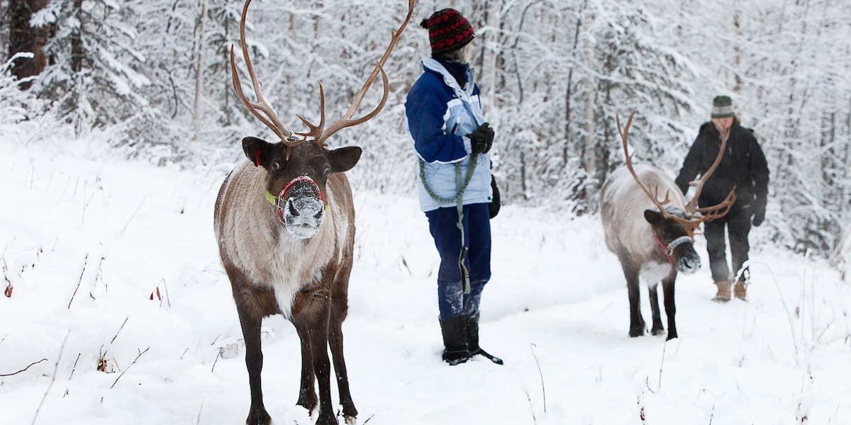 Why a Reindeer Walk Is One of Fairbanks’ Best Activities Running