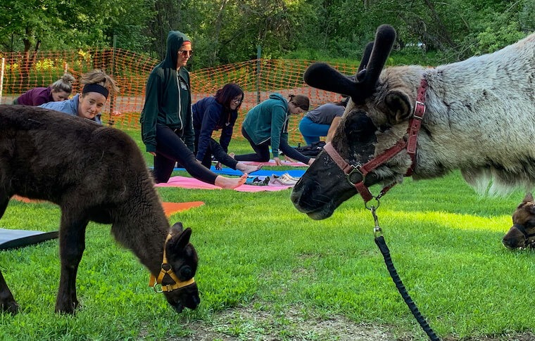 fly-and-flow-reindeer-yoga-running-reindeer-ranch