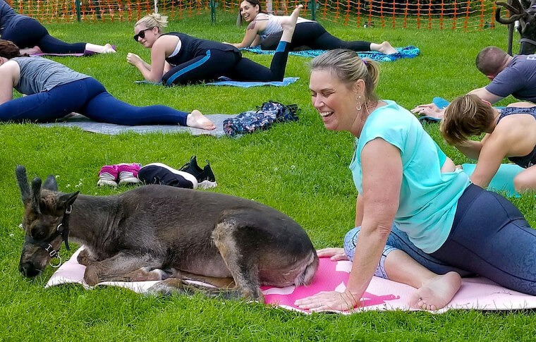 Reindeer laying on a woman's yoga mat while she laughs and attempts to strike a yoga pose