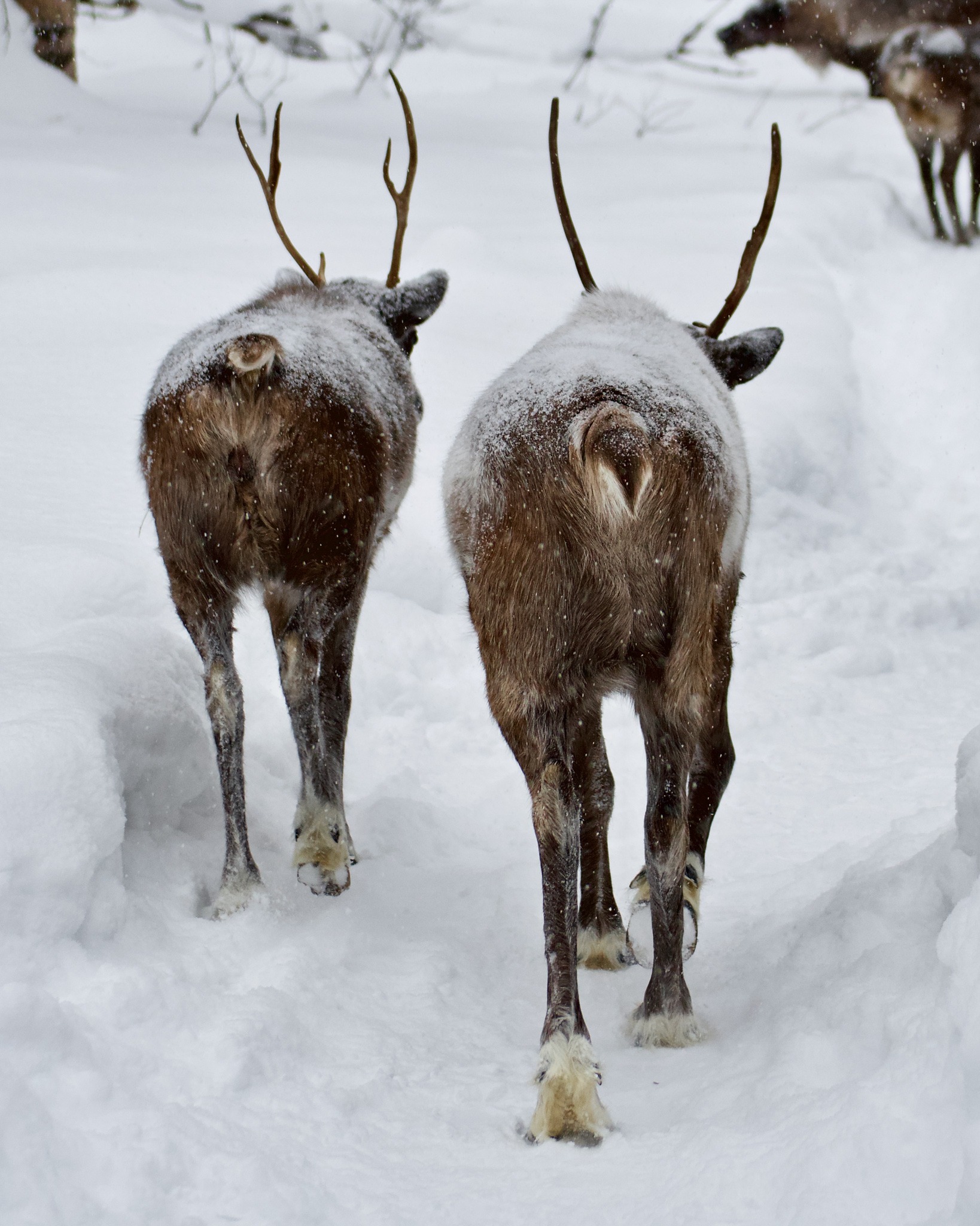 Reindeer Walks, Tours, and Visits | Running Reindeer Ranch