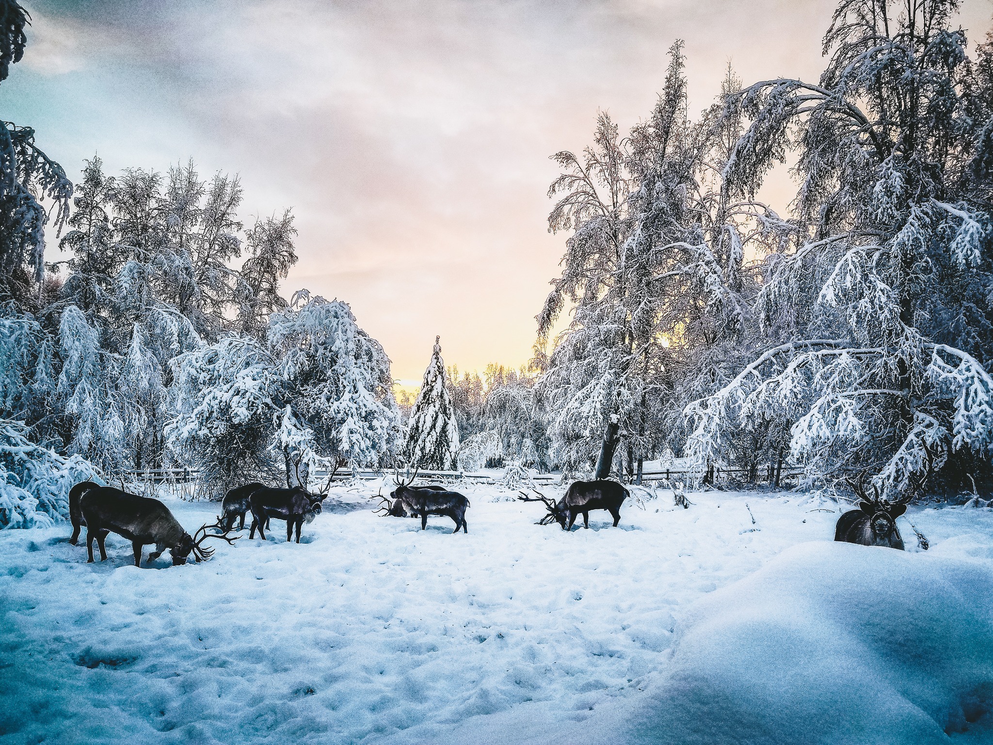 Running Reindeer Ranch Take a Walk with Reindeer